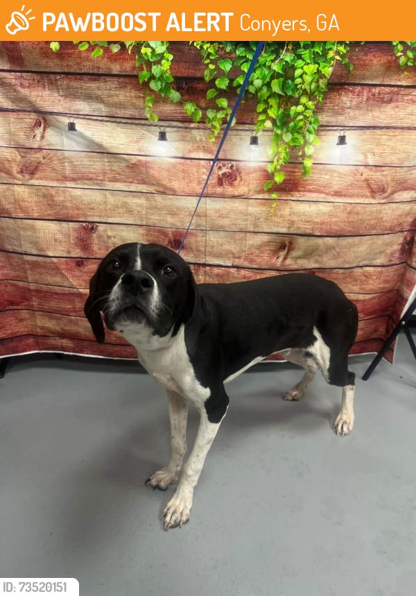 Found/Stray Male Dog last seen Located at Rockdale County Animal Service, 1506 Rockbridge Road, Conyers, GA 30012, Conyers, GA 30012