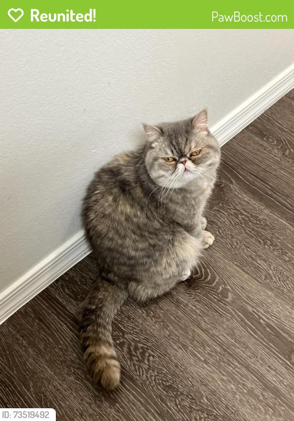 Reunited Female Cat last seen Bella Victoria s, Southern and Ellsworth, Mesa, AZ 85209