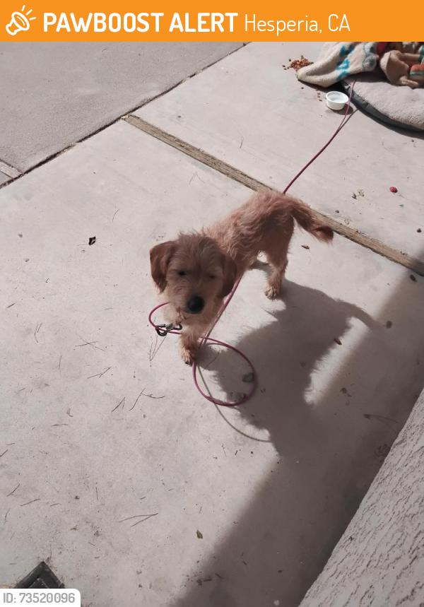Found/Stray Male Dog last seen Centennial st & Quincy, Hesperia, CA 92345