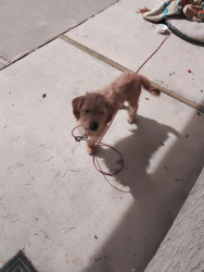 Found/Stray Male Dog last seen Centennial st & Quincy, Hesperia, CA 92345