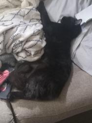 Lost Female Cat last seen Jefferson & 20th ave, Phoenix, AZ 85009