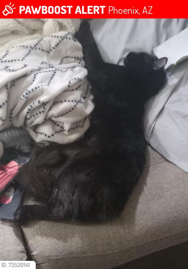 Lost Female Cat last seen Jefferson & 20th ave, Phoenix, AZ 85009