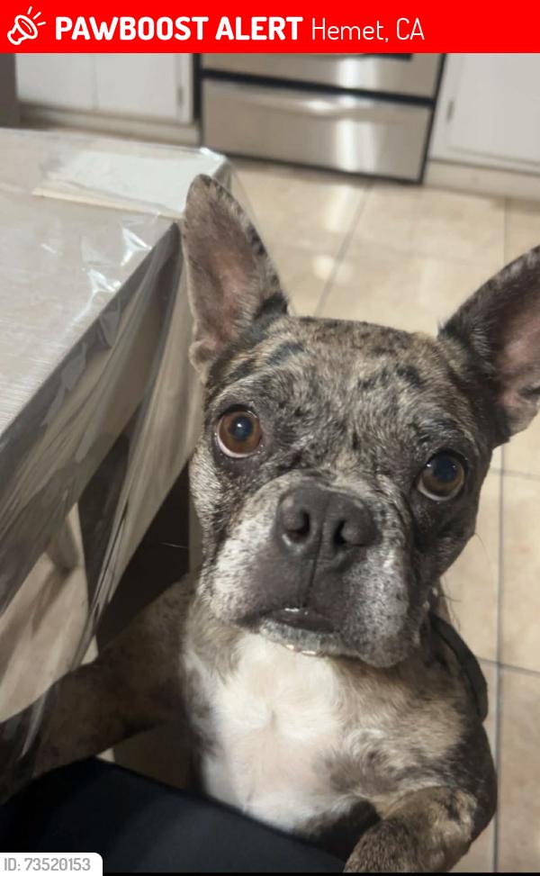 Lost Female Dog last seen Standford and Stetson Hemet, Hemet, CA 92544