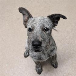 Shelter Stray Female Dog last seen Near BLOCK MULLER RD, BAKERSFIELD CA 93307, 3951 Fruitvale Ave, Bakersfield, CA 93308, USA