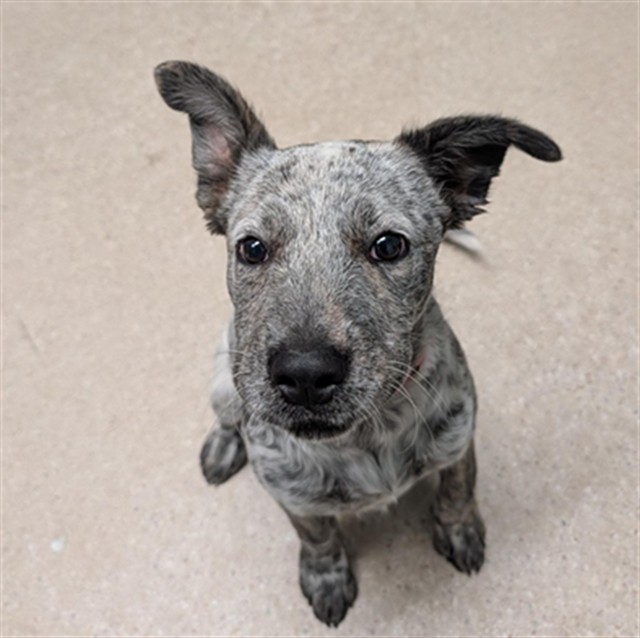 Shelter Stray Female Dog last seen Near BLOCK MULLER RD, BAKERSFIELD CA 93307, 3951 Fruitvale Ave, Bakersfield, CA 93308, USA