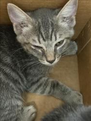 Shelter Stray Unknown Cat last seen , 11361 W Pico Blvd, Los Angeles, CA 90064, USA
