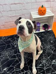 Shelter Stray Female Dog last seen Near BLOCK DEQUINDRE ST, DETROIT MI 48234, 1431 E Ferry St, Detroit, MI 48211, USA