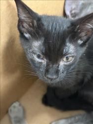 Shelter Stray Unknown Cat last seen , 11361 W Pico Blvd, Los Angeles, CA 90064, USA