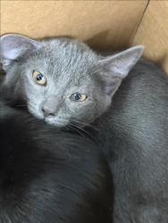 Shelter Stray Unknown Cat last seen , 11361 W Pico Blvd, Los Angeles, CA 90064, USA