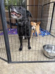 Reunited Unknown Dog last seen S Crestline, Spokane, WA 99223
