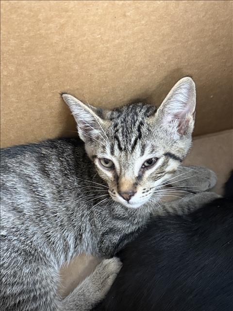 Shelter Stray Unknown Cat last seen , 11361 W Pico Blvd, Los Angeles, CA 90064, USA