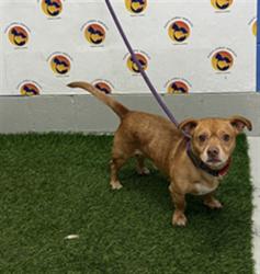 Shelter Stray Male Dog last seen WERNER BOYCE SALT SPRINGS STATE PARK, 19640 Dogpatch Ln, Land O' Lakes, FL 34638, USA