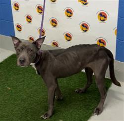 Shelter Stray Female Dog last seen Near BLOCK WESLEY GROVE BLVD, 19640 Dogpatch Ln, Land O' Lakes, FL 34638, USA