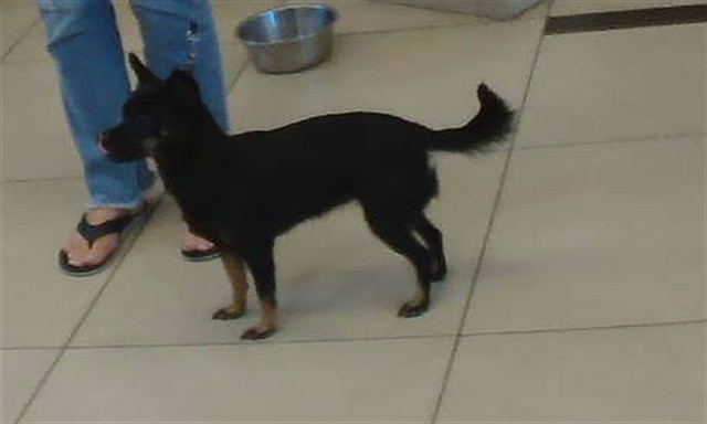 Shelter Stray Female Dog last seen WESLEY AVE AND L&R INDUSTRIAL BLVD, 19640 Dogpatch Ln, Land O' Lakes, FL 34638, USA