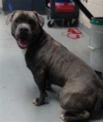 Shelter Stray Male Dog last seen Near RAEFORD RD, FAYETTEVILLE NC 28305, 4704 Corporation Dr, Fayetteville, NC 28306, USA