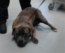 Shelter Stray Male Dog last seen Near RAEFORD RD, FAYETTEVILLE NC 28305, 4704 Corporation Dr, Fayetteville, NC 28306, USA