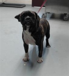 Shelter Stray Female Dog last seen Near RAEFORD RD, FAYETTEVILLE NC 28305, 4704 Corporation Dr, Fayetteville, NC 28306, USA