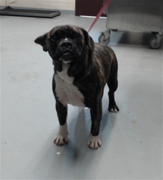Shelter Stray Female Dog last seen Near RAEFORD RD, FAYETTEVILLE NC 28305, 4704 Corporation Dr, Fayetteville, NC 28306, USA