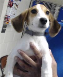 Shelter Stray Female Dog last seen Near CORPORATION DR, HOPE MILLS NC 28348, 4704 Corporation Dr, Fayetteville, NC 28306, USA