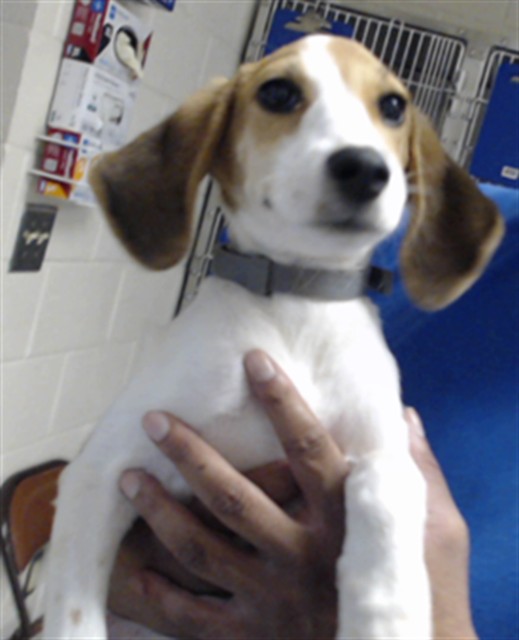 Shelter Stray Female Dog last seen Near CORPORATION DR, HOPE MILLS NC 28348, 4704 Corporation Dr, Fayetteville, NC 28306, USA