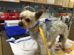 Shelter Stray Male Dog last seen TYLER ST/ CALIFORNIA AVE, RIVERSIDE CA, 6851 Van Buren Boulevard, Jurupa Valley, CA 92509, USA