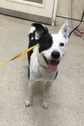 Shelter Stray Male Dog last seen BELLEGRAVE AVE/ LINDSAY ST, JURUPA VALLEY CA, 6851 Van Buren Boulevard, Jurupa Valley, CA 92509, USA