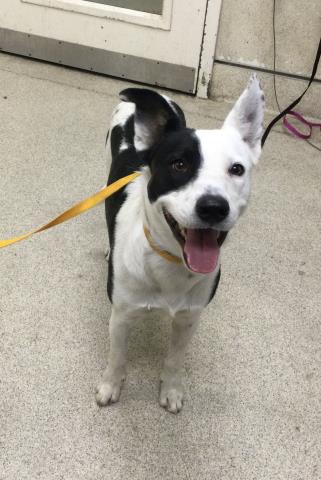 Shelter Stray Male Dog last seen BELLEGRAVE AVE/ LINDSAY ST, JURUPA VALLEY CA, 6851 Van Buren Boulevard, Jurupa Valley, CA 92509, USA