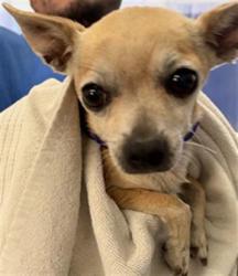 Shelter Stray Female Dog last seen , 600 Aviation Dr, Camarillo, CA 93010, USA