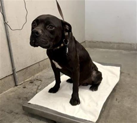 Shelter Stray Male Dog last seen , 600 Aviation Dr, Camarillo, CA 93010, USA