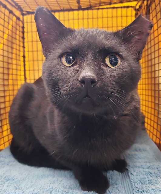 Shelter Stray Male Cat last seen , 4000 N Silverbell Rd, Tucson, AZ 85745, USA