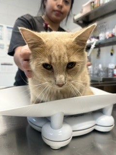 Shelter Stray Male Cat last seen MEBANE AC, 221 Stone Quarry Rd, Burlington, NC 27217, USA