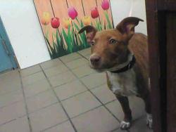 Shelter Stray Male Dog last seen , 8920 Lomas Blvd NE, Albuquerque, NM 87112, USA