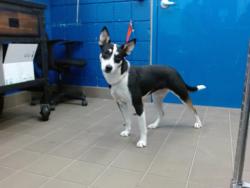 Shelter Stray Female Dog last seen Near BLOCK 4TH ST NW, 8920 Lomas Blvd NE, Albuquerque, NM 87112, USA