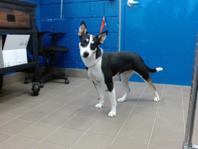 Shelter Stray Female Dog last seen Near BLOCK 4TH ST NW, 8920 Lomas Blvd NE, Albuquerque, NM 87112, USA