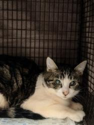 Shelter Stray Male Cat last seen , West Valley Animal Shelter, 20655 Plummer St, Chatsworth, CA 91311, USA
