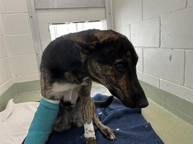 Shelter Stray Female Dog last seen BRIDGE AND TOWER NW, 8920 Lomas Blvd NE, Albuquerque, NM 87112, USA