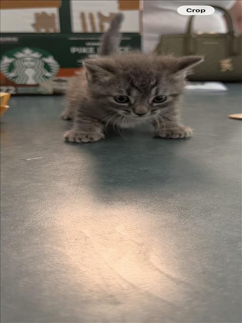 Shelter Stray Male Cat last seen , West Valley Animal Shelter, 20655 Plummer St, Chatsworth, CA 91311, USA