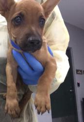 Shelter Stray Male Dog last seen Near BLOCK 58TH AVE, THERMAL CA 92274, 72050 Pet Land Pl, Thousand Palms, CA 92276, USA