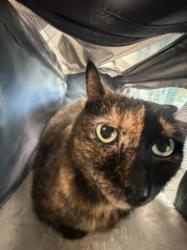Shelter Stray Female Cat last seen , West Valley Animal Shelter, 20655 Plummer St, Chatsworth, CA 91311, USA