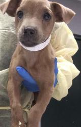 Shelter Stray Female Dog last seen Near BLOCK 58TH AVE, THERMAL CA 92274, 72050 Pet Land Pl, Thousand Palms, CA 92276, USA
