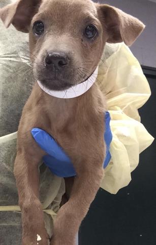 Shelter Stray Female Dog last seen Near BLOCK 58TH AVE, THERMAL CA 92274, 72050 Pet Land Pl, Thousand Palms, CA 92276, USA