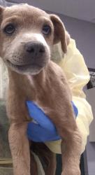 Shelter Stray Male Dog last seen Near BLOCK 58TH AVE, THERMAL CA 92274, 72050 Pet Land Pl, Thousand Palms, CA 92276, USA