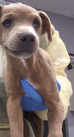 Shelter Stray Male Dog last seen Near BLOCK 58TH AVE, THERMAL CA 92274, 72050 Pet Land Pl, Thousand Palms, CA 92276, USA