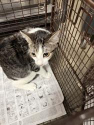 Shelter Stray Female Cat last seen , West Valley Animal Shelter, 20655 Plummer St, Chatsworth, CA 91311, USA