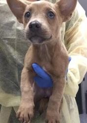 Shelter Stray Female Dog last seen Near BLOCK 58TH AVE, THERMAL CA 92274, 72050 Pet Land Pl, Thousand Palms, CA 92276, USA