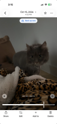 Lost Female Cat last seen Guth and Barrington, East Dundee, IL 60118