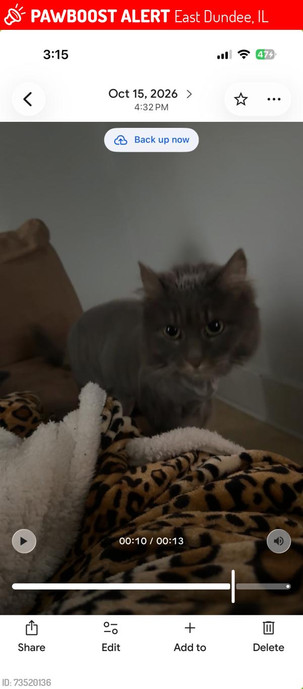 Lost Female Cat last seen Guth and Barrington, East Dundee, IL 60118