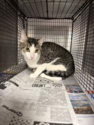 Shelter Stray Male Cat last seen , West Valley Animal Shelter, 20655 Plummer St, Chatsworth, CA 91311, USA