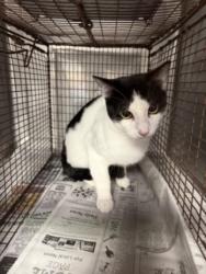 Shelter Stray Male Cat last seen , West Valley Animal Shelter, 20655 Plummer St, Chatsworth, CA 91311, USA