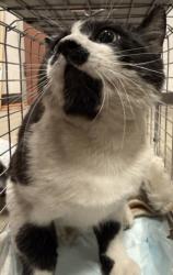 Shelter Stray Male Cat last seen , West Valley Animal Shelter, 20655 Plummer St, Chatsworth, CA 91311, USA